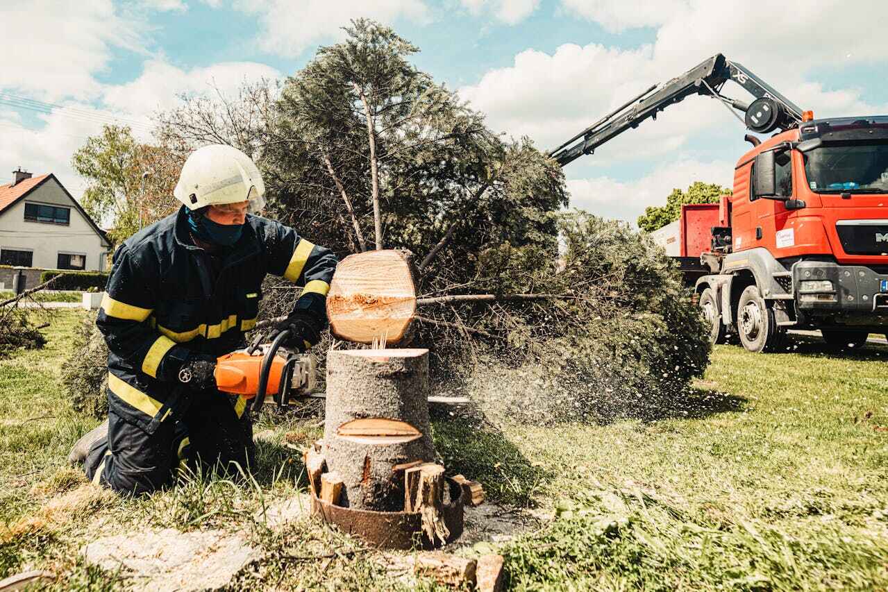 The Steps Involved in Our Tree Care Process in Fayette, MO